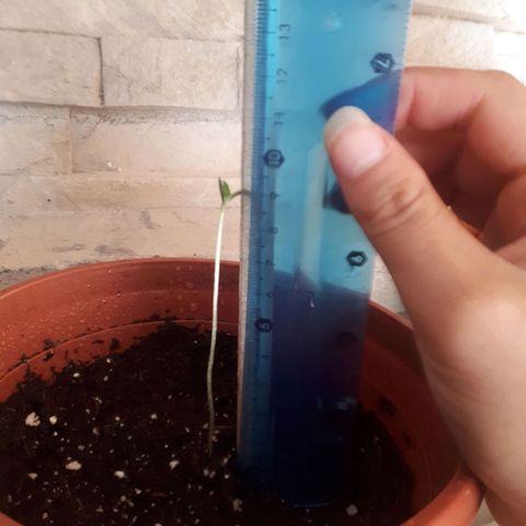 Chalu AG growlog timeline photo