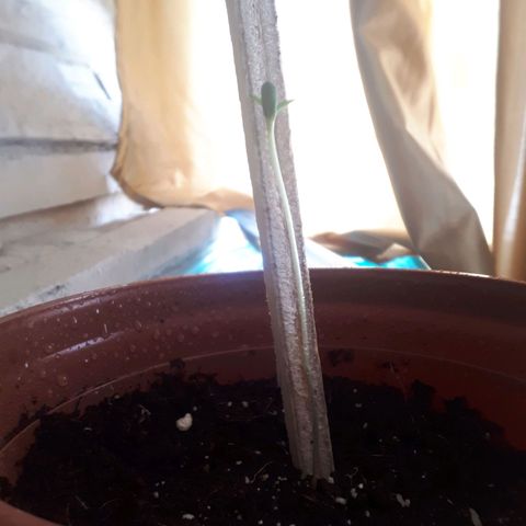 Chalu AG growlog timeline photo