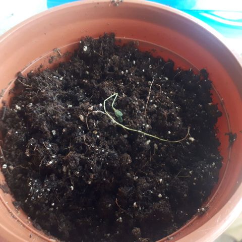 Chalu AG growlog timeline photo