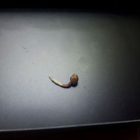 Ch-1 growlog photo: Radícula: 1.5 cm de color cafe oscuro al inicio de la semilla y blanco en la cofia radicular 