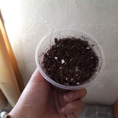 Ch-1 growlog photo: Se coloca la semilla germinada ya en el sustrato
Sustrato: turba rubia, fibra de coco 