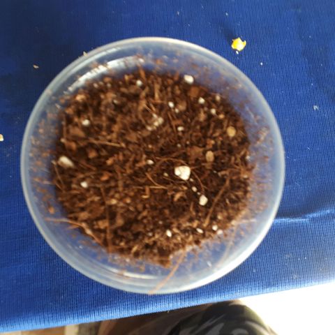 Ch-1 growlog photo: Se coloca la semilla germinada ya en el sustrato
Sustrato: turba rubia, fibra de coco 
