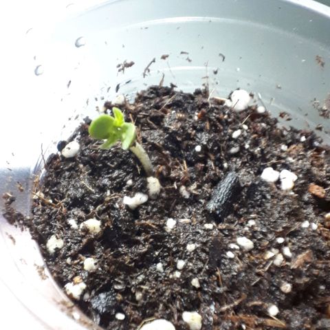 Ch-1 growlog photo: Altura: 1.5 cm 
Hojas: 2 
Color: verde claro(sana)