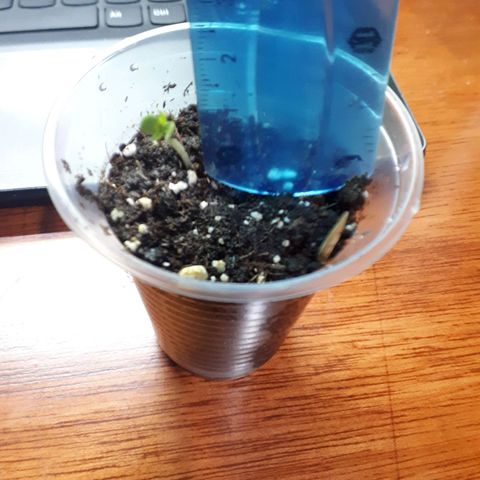 Ch-1 growlog photo: Altura: 1.5 cm 
Hojas: 2 
Color: verde claro(sana)