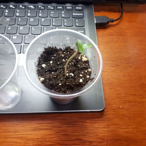 Ch-1 growlog photo: Altura: 4cm 
Hojas: 4 
Color: verde intenso 
