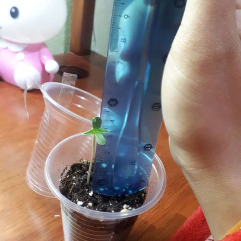 Ch-1 growlog photo: Altura: 4cm 
Hojas: 4 
Color: verde intenso 