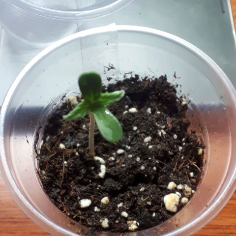 Ch-1 growlog photo: Altura: 4cm 
Hojas: 4 
Color: verde intenso 