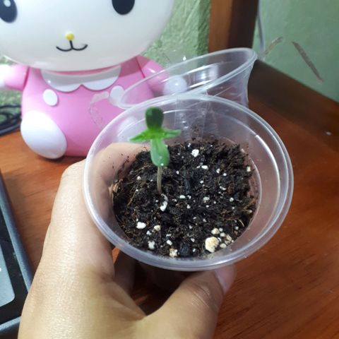 Ch-1 growlog photo: Altura: 4,5 cm 
Hojas: 4
Color: verde oscuro 
