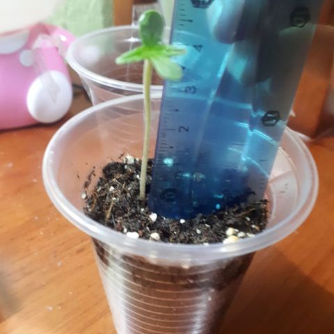 Ch-1 growlog photo: Altura: 4,5 cm 
Hojas: 4
Color: verde oscuro 