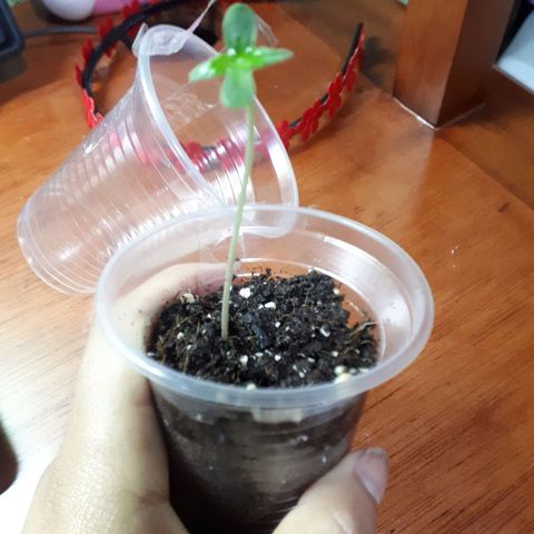 Ch-1 growlog photo: Altura: 5cm 
Hojas: 4
Color: verde oscuro 