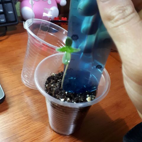 Ch-1 growlog photo: Altura: 5cm 
Hojas: 4
Color: verde oscuro 