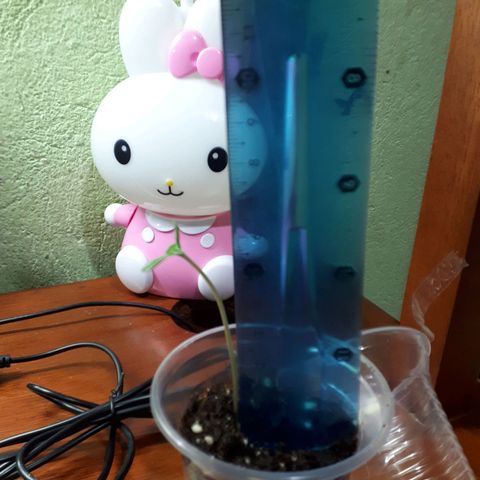 Ch-1 growlog photo: Altura: 6.5
Hojas: 4
Color: verde oscuro 