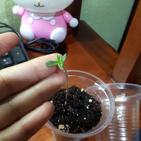 Ch-1 growlog photo: Altura: 6.5
Hojas: 4
Color: verde oscuro 