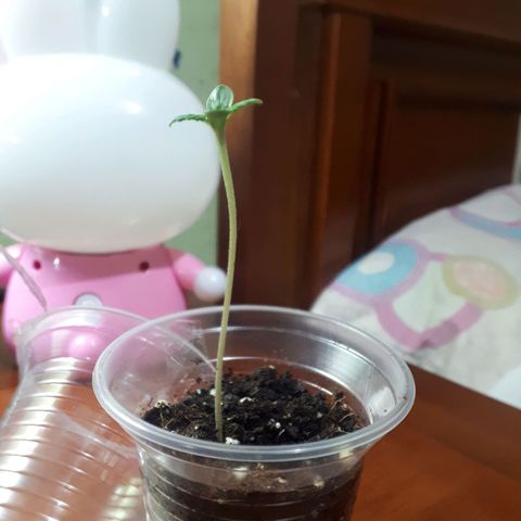 Ch-1 growlog photo: Altura: 7cm 
Hojas: 4
Color: verde oscuro 