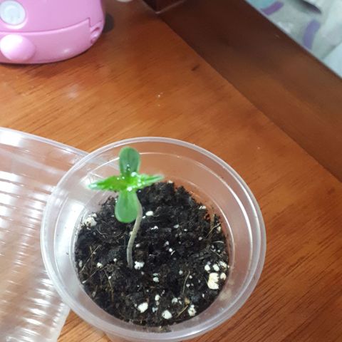 Ch-1 growlog photo: Altura: 7cm 
Hojas: 4
Color: verde oscuro 