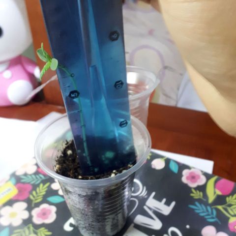 Ch-1 growlog photo: Altura: 7,5 
Hojas: 4
Color: verde oscuro 
Listo para trasplante