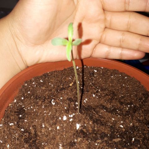 Ch-1 growlog photo: Altura: 8cm 