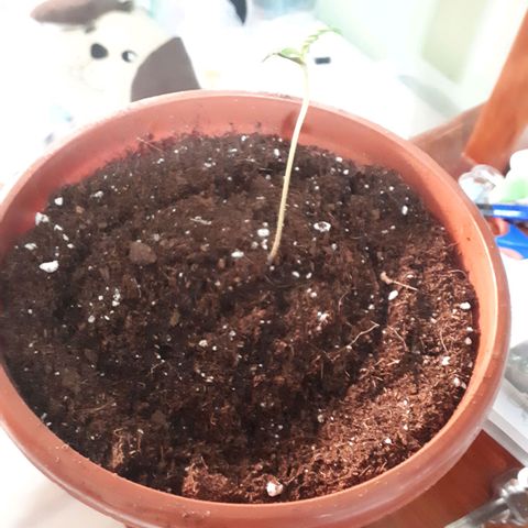 Ch-1 growlog photo: Altura: 8cm 