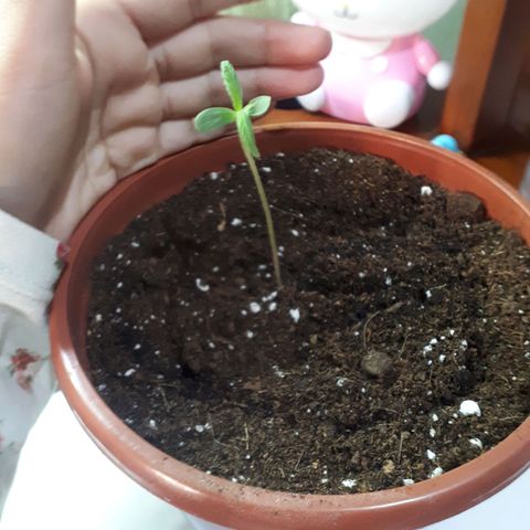 Ch-1 growlog photo: Altura: 9 cm 
No se pudo tomar datos los dias anteriores, debido a gira de la catedra de manejo y conservación de suelos. 
