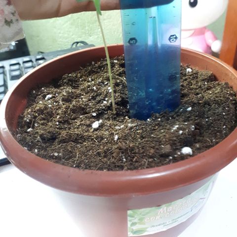 Ch-1 growlog photo: Altura: 9 cm 
No se pudo tomar datos los dias anteriores, debido a gira de la catedra de manejo y conservación de suelos. 