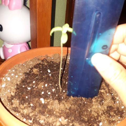 Ch-1 growlog photo: Altur: 9cm 