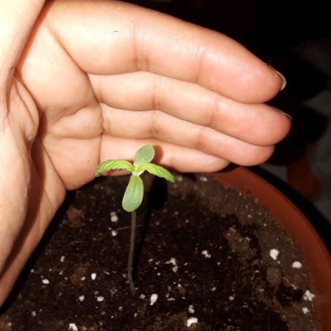 Ch-1 growlog timeline photo