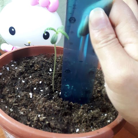 Ch-1 growlog photo: Altura: 9cm 