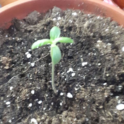Ch-1 growlog timeline photo