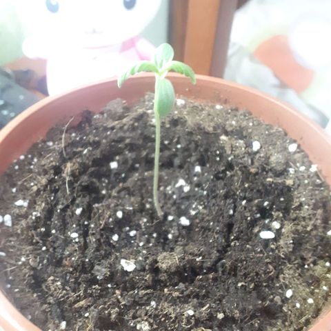 Ch-1 growlog photo: Altura: 9cm
Se mantiene con la misma altura 