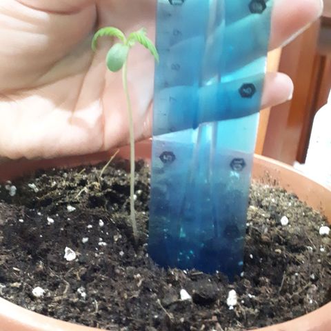Ch-1 growlog photo: Altura: 9cm
Se mantiene con la misma altura 