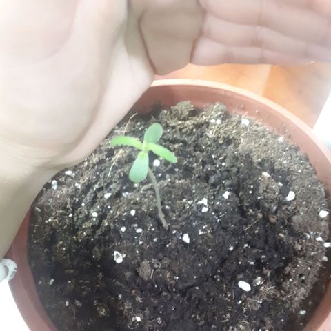 Ch-1 growlog photo: Altura: 9cm
Se mantiene con la misma altura 