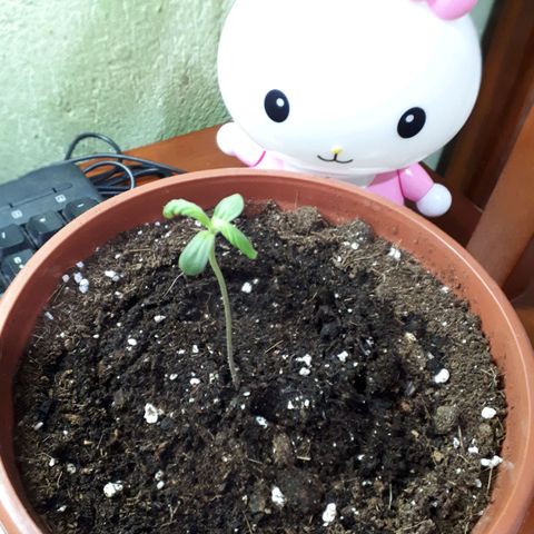 Ch-1 growlog photo: Altura: 9.2 cm 
No presenta mayor crecimiento como en semanas anteriores. 