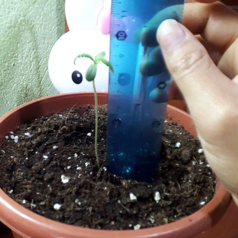 Ch-1 growlog photo: Altura: 9.2 cm 
No presenta mayor crecimiento como en semanas anteriores. 
