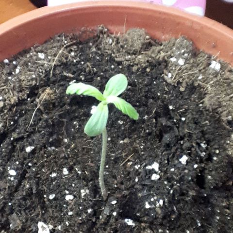 Ch-1 growlog photo: Altura: 9.2 cm 
No presenta mayor crecimiento como en semanas anteriores. 