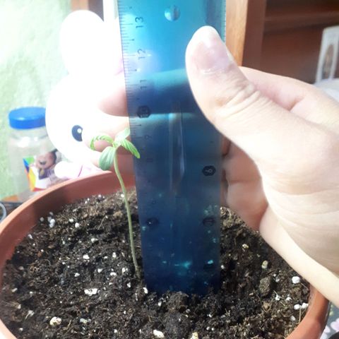 Ch-1 growlog photo: Altura:9.5
Hojas: 4 mas grandes, color verde intenso(sana)