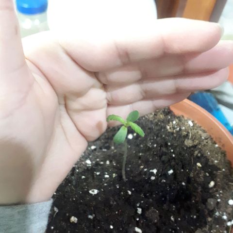 Ch-1 growlog timeline photo