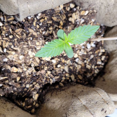 Auto CBD growlog timeline photo