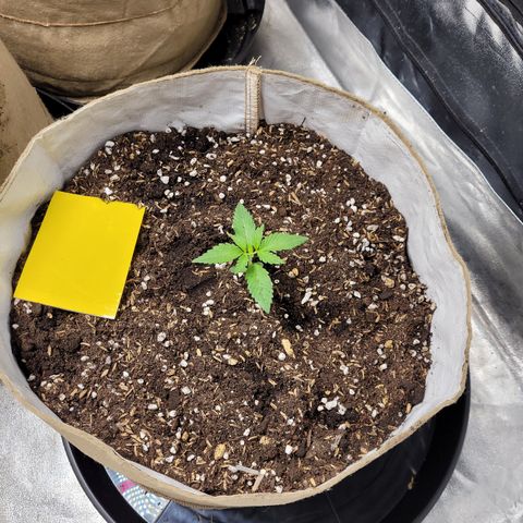 Auto CBD growlog photo: Post transplant 