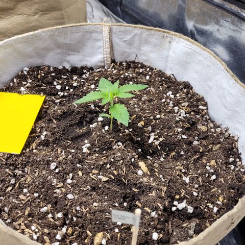 Auto CBD growlog timeline photo