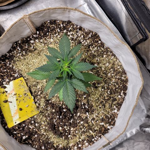 Auto CBD growlog timeline photo