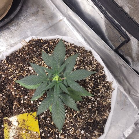 Auto CBD growlog timeline photo