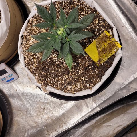 Auto CBD growlog timeline photo