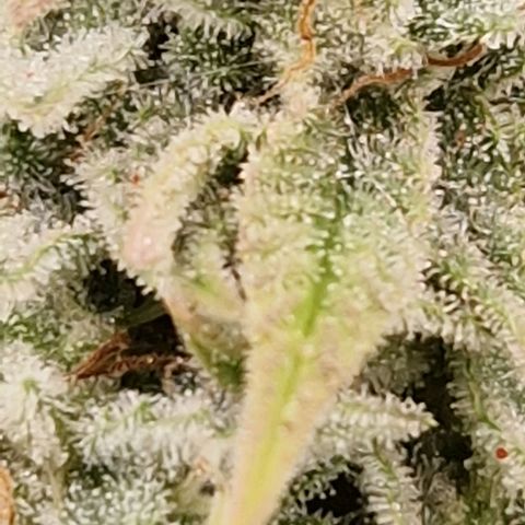 ?? growlog timeline photo