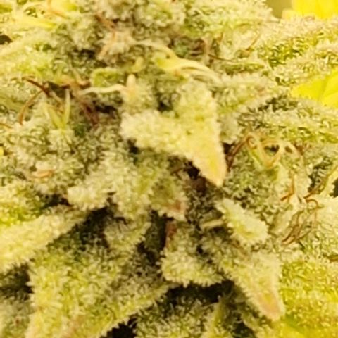 ?? growlog timeline photo