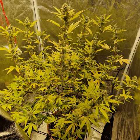 ?? growlog timeline photo