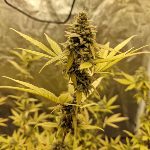 ?? growlog timeline photo