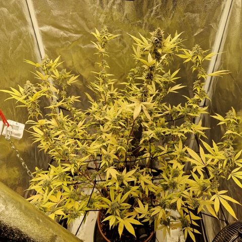 ?? growlog timeline photo