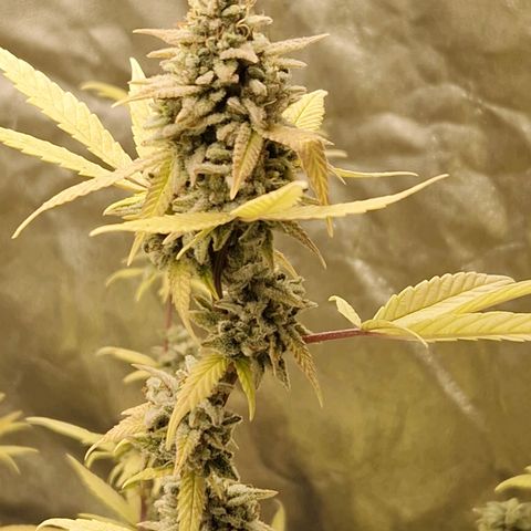 ?? growlog timeline photo