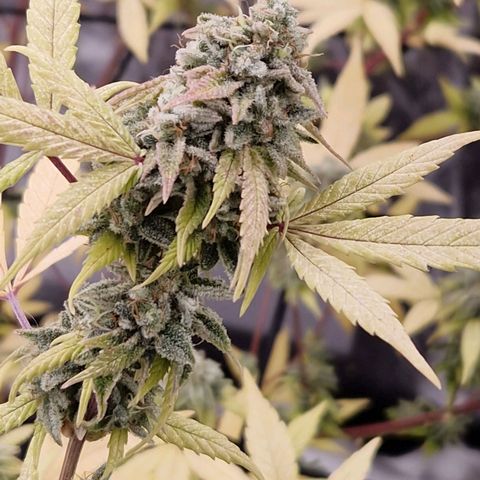 ?? growlog timeline photo