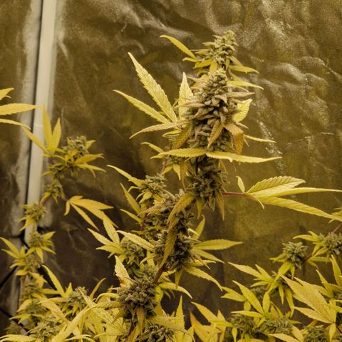 ?? growlog timeline photo